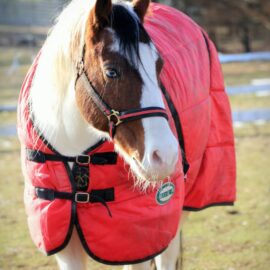 Horse Jacket